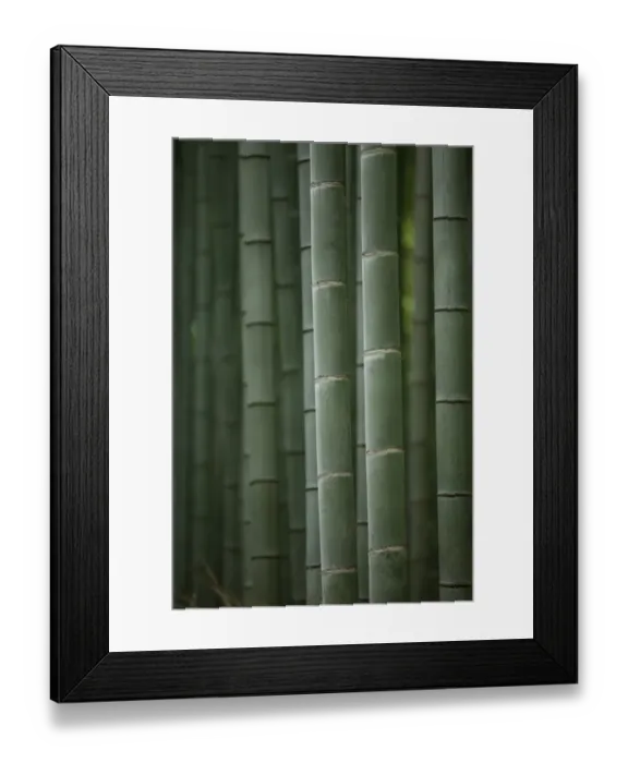 Framed Print : Bamboo trunks Framed Print : Bamboo trunks