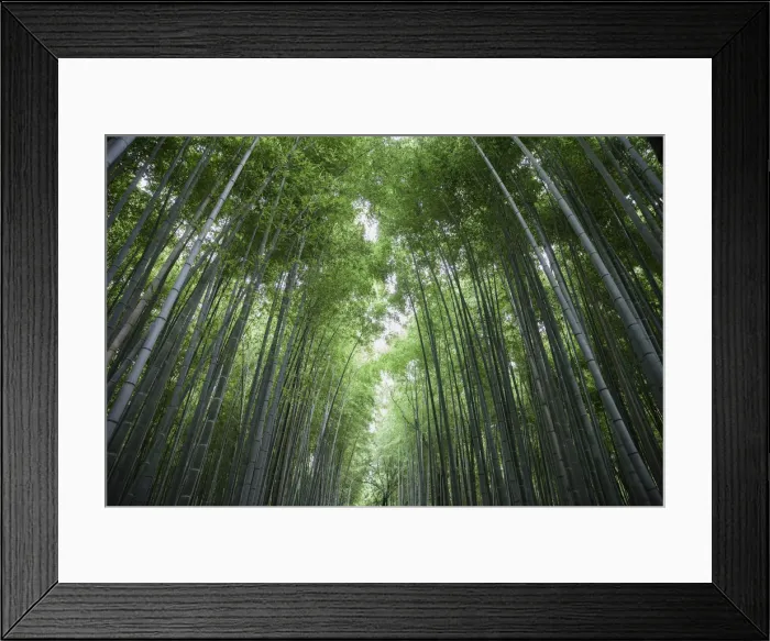 Framed Print : Bamboo trunks, low view Framed Print : Bamboo trunks, low view