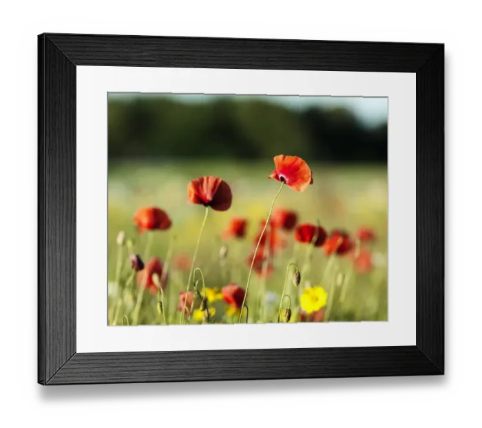 Framed Print : Poppy field Framed Print : Poppy field