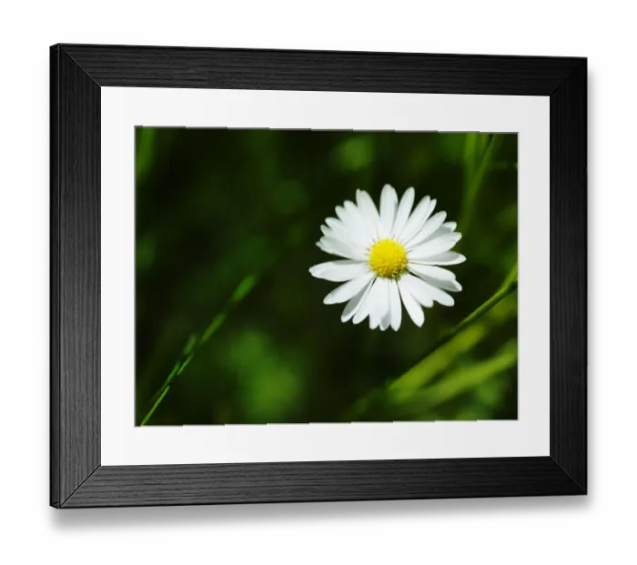 Framed Print : ?Daisy. Summer ?Daisy in green Framed Print : ?Daisy. Summer ?Daisy in green