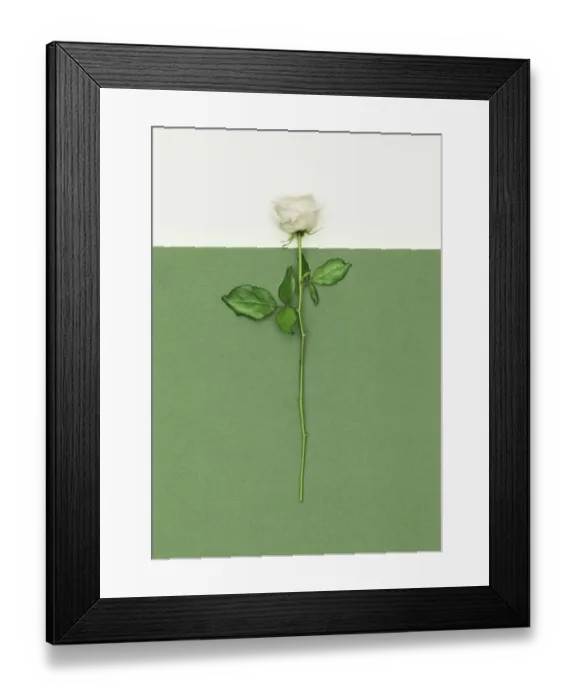 Framed Print : White Rose