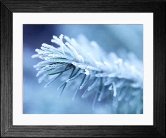 Framed Print : Winter branch with frost Framed Print : Winter branch with frost