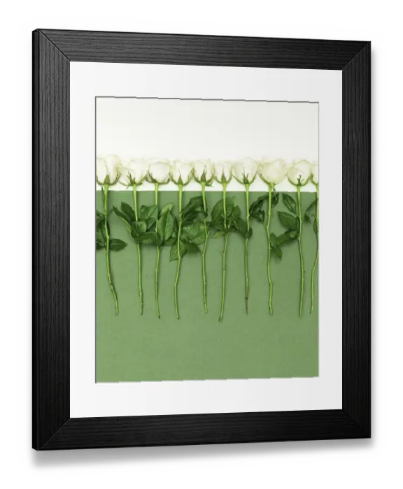 Framed Print : White roses in a row Framed Print : White roses in a row