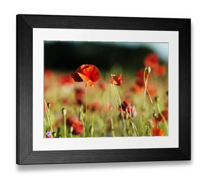 Framed Print : Poppys on field Framed Print : Poppys on field