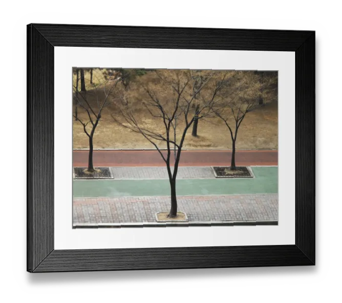 Framed Print : Trees on pavement, elevated view Framed Print : Trees on pavement, elevated view