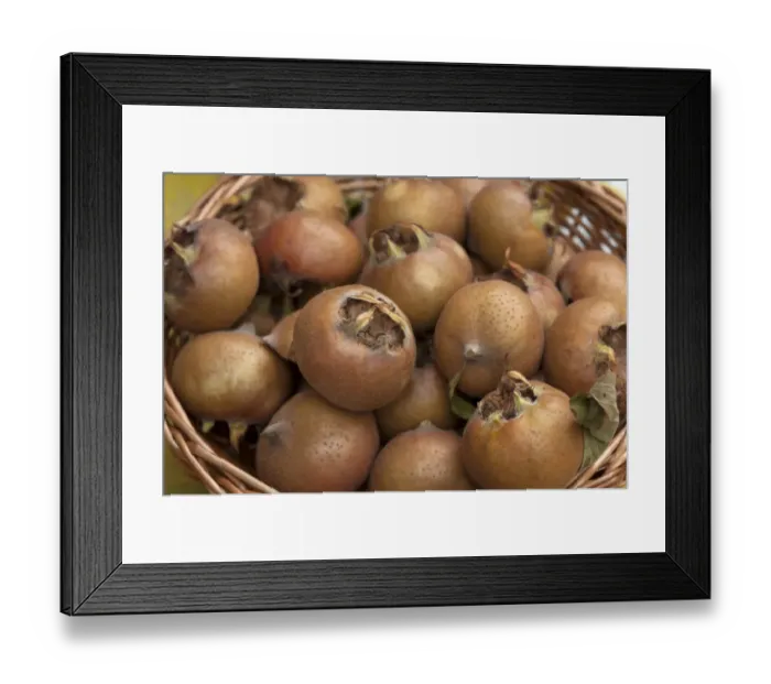 Framed Print : Hungarian Medlars -Mespolus sp. - in a basket