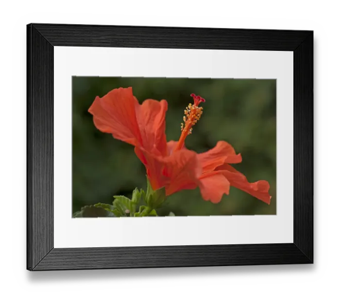 Framed Print : Red Hibiscus flower -Hibiscus-, Bavaria, Germany Framed Print : Red Hibiscus flower -Hibiscus-, Bavaria, Germany