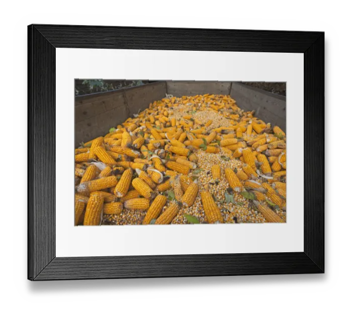 Framed Print : Ripe corncobs, Maize -Zea mays subsp. mays- on a trailer, Bavaria, Germany