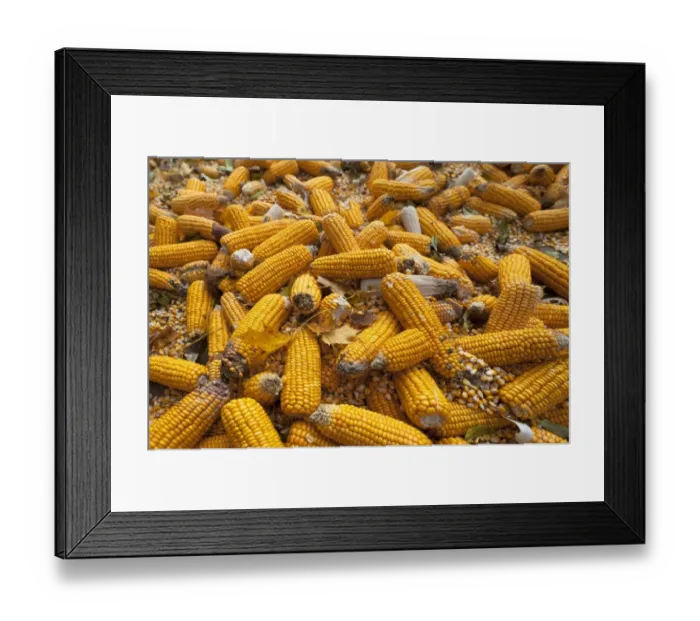 Framed Print : Ripe corncobs, Maize -Zea mays subsp. mays-, Bavaria, Germany Framed Print : Ripe corncobs, Maize -Zea mays subsp. mays-, Bavaria, Germany