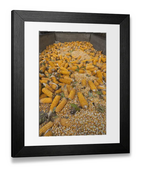 Framed Print : Ripe corncobs, Maize -Zea mays subsp. mays- on a trailer, Bavaria, Germany