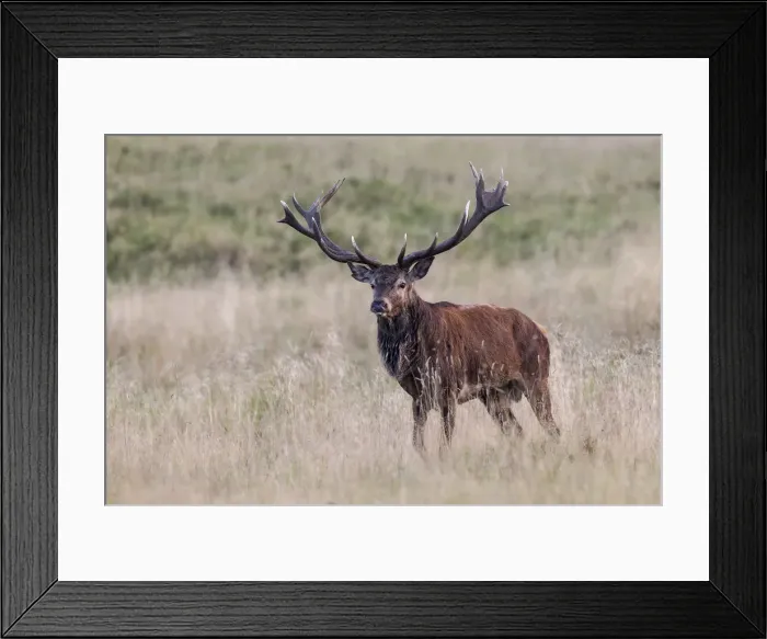 Framed Print : Red Deer -Cervus elaphus-, Copenhagen, Denmark Framed Print : Red Deer -Cervus elaphus-, Copenhagen, Denmark