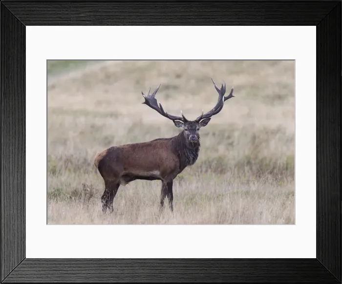 Framed Print : Red Deer -Cervus elaphus-, Copenhagen, Denmark