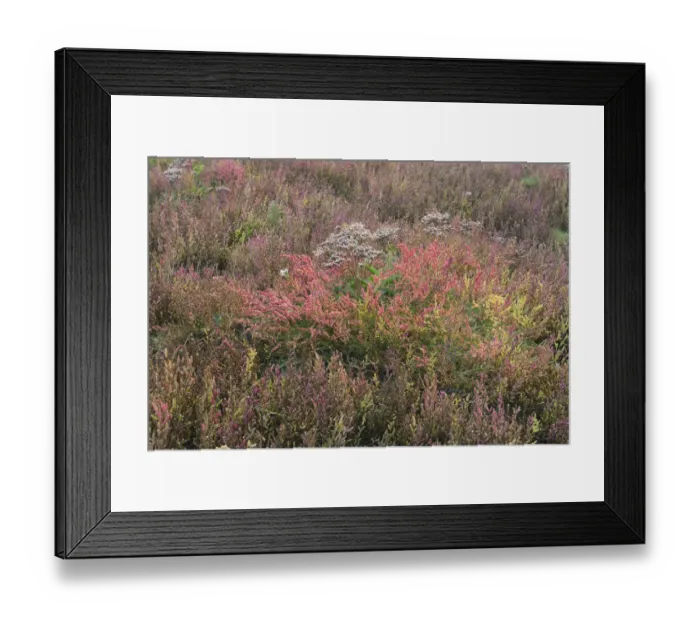 Framed Print : Salt meadow with glasswort -Salicornia europaea- and sea lavender -Limonium vulgare-, Vlieland, province of North Holland, The Netherlands
