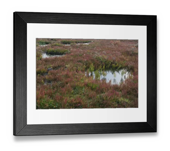 Framed Print : Salt meadow with glasswort -Salicornia europaea- and sea lavender -Limonium vulgare-, Vlieland, province of North Holland, The Netherlands Framed Print : Salt meadow with glasswort -Salicornia europaea- and sea lavender -Limonium vulgare-, Vlieland, province of North Holland, The Netherlands