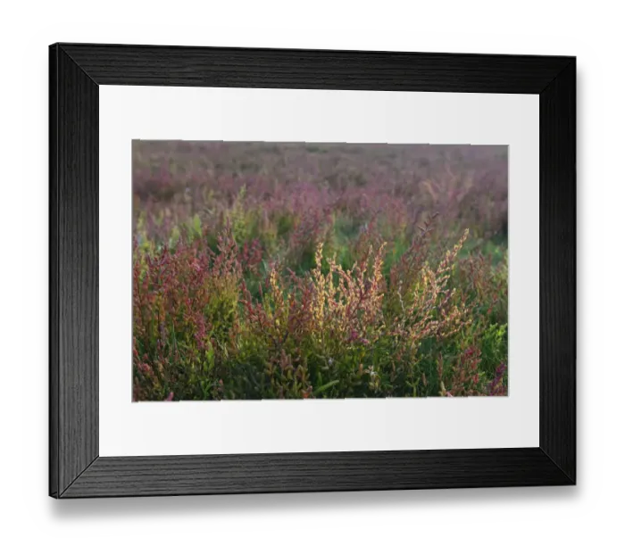 Framed Print : Salt meadow with glasswort -Salicornia europaea-, Vlieland, province of North Holland, The Netherlands Framed Print : Salt meadow with glasswort -Salicornia europaea-, Vlieland, province of North Holland, The Netherlands