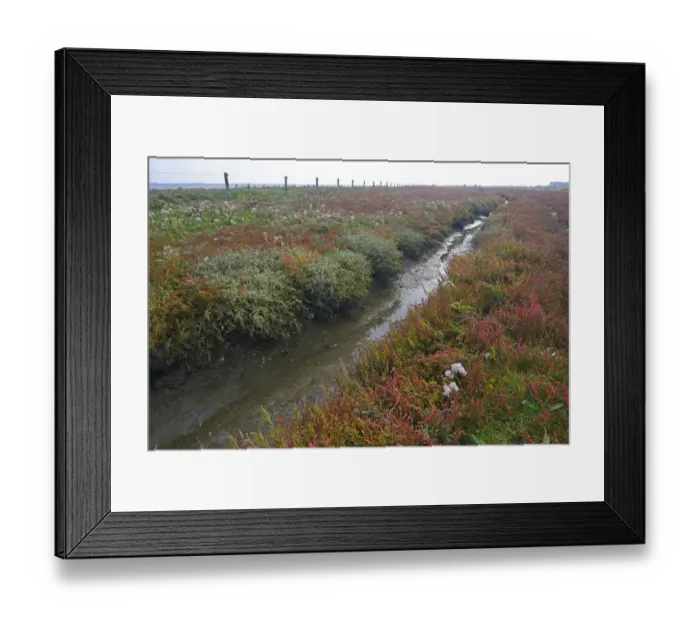 Framed Print : Salt meadow with glasswort -Salicornia europaea- and sea aster -Tripolium pannonicum-, Vlieland, province of North Holland, The Netherlands Framed Print : Salt meadow with glasswort -Salicornia europaea- and sea aster -Tripolium pannonicum-, Vlieland, province of North Holland, The Netherlands