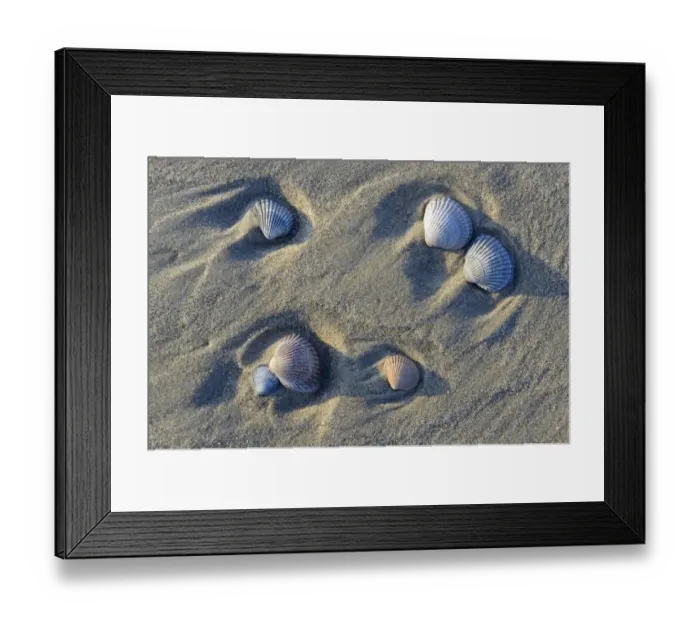 Framed Print : Common Cockle -Cerastoderma edule-, shells in the tidal flats, Vlieland, North Holland, The Netherlands Framed Print : Common Cockle -Cerastoderma edule-, shells in the tidal flats, Vlieland, North Holland, The Netherlands