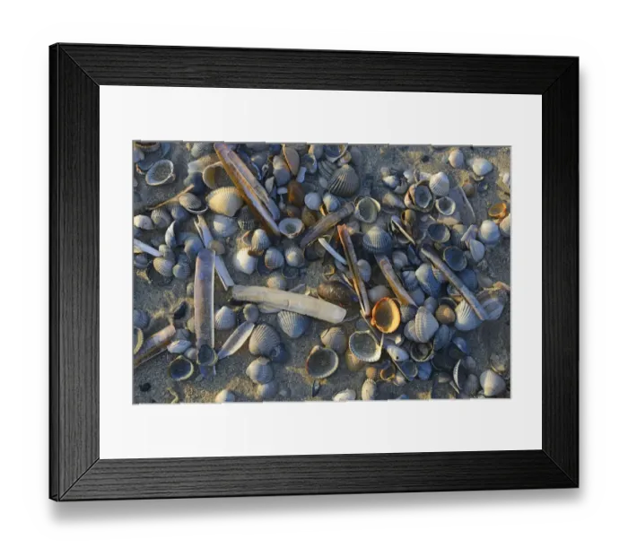 Framed Print : Common Cockle -Cerastoderma edule- and Common Razor Shell -Ensis ensis-, shells in the tidal flats, Vlieland, North Holland, The Netherlands Framed Print : Common Cockle -Cerastoderma edule- and Common Razor Shell -Ensis ensis-, shells in the tidal flats, Vlieland, North Holland, The Netherlands