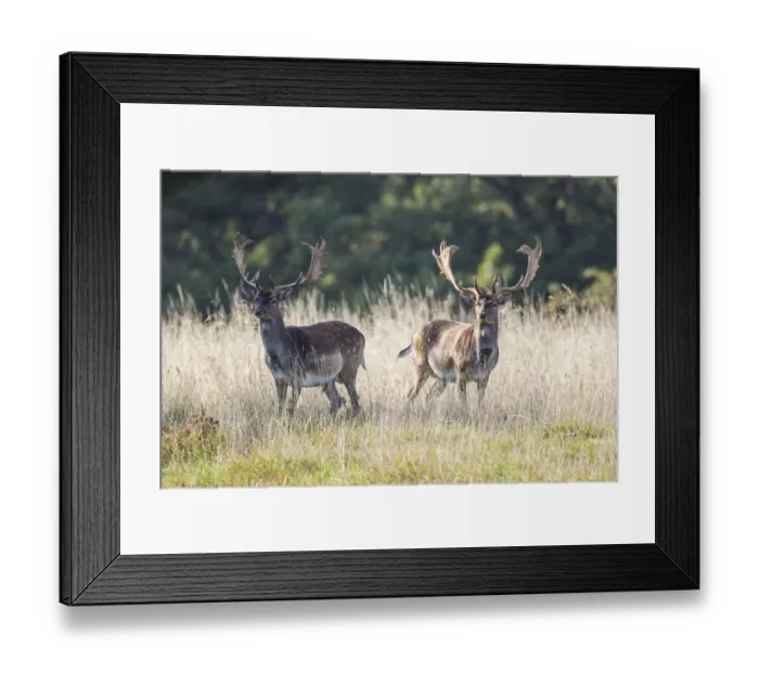 Framed Print : Fallow Deer -Dama dama-, Copenhagen, Denmark