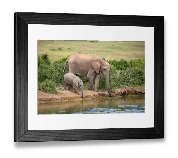 Framed Print : African Elephants -Loxodonta africana-, adult female with young by the water, drinking, Addo Elephant National Park, Eastern Cape, South Africa Framed Print : African Elephants -Loxodonta africana-, adult female with young by the water, drinking, Addo Elephant National Park, Eastern Cape, South Africa