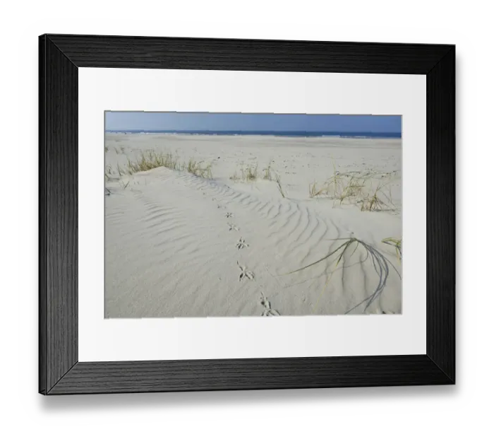 Framed Print : Dune with beach grass -Ammophila arenaria-, Vlieland, province of North Holland, The Netherlands Framed Print : Dune with beach grass -Ammophila arenaria-, Vlieland, province of North Holland, The Netherlands