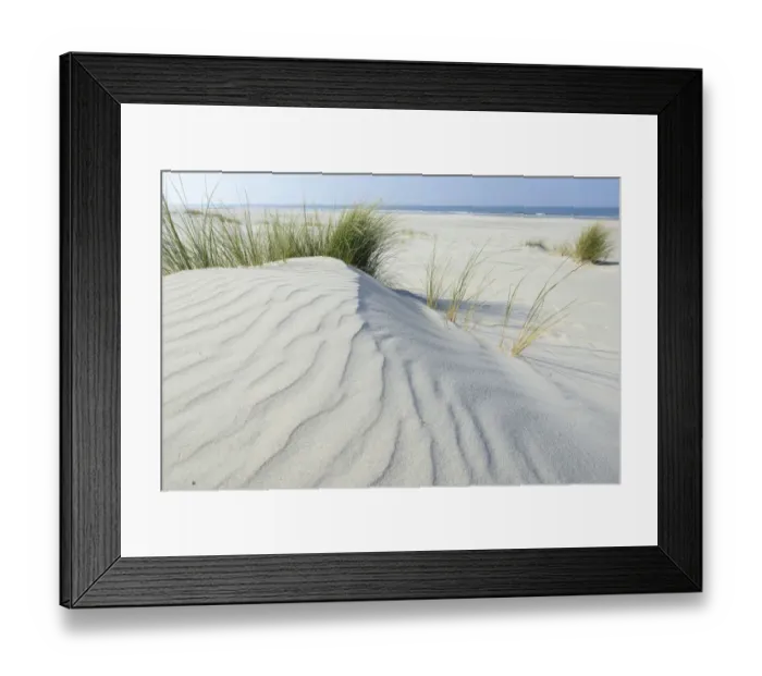 Framed Print : Dune with beach grass -Ammophila arenaria-, Vlieland, province of North Holland, The Netherlands Framed Print : Dune with beach grass -Ammophila arenaria-, Vlieland, province of North Holland, The Netherlands
