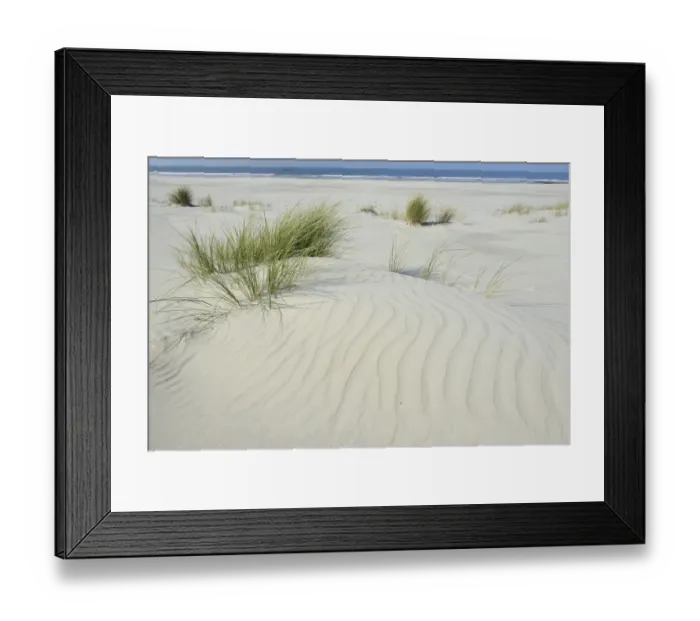 Framed Print : Dune with beach grass -Ammophila arenaria-, Vlieland, province of North Holland, The Netherlands Framed Print : Dune with beach grass -Ammophila arenaria-, Vlieland, province of North Holland, The Netherlands