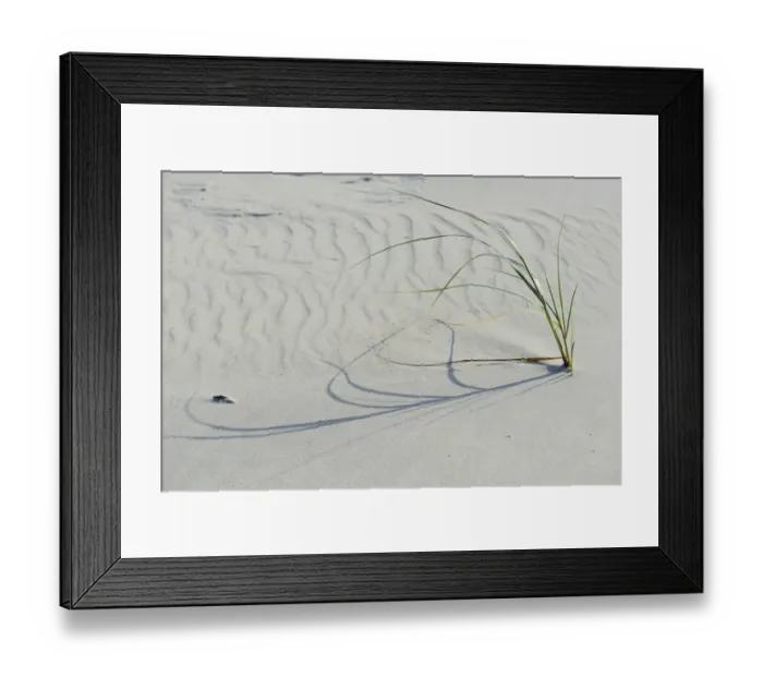Framed Print : Dune with beach grass -Ammophila arenaria-, Vlieland, province of North Holland, The Netherlands