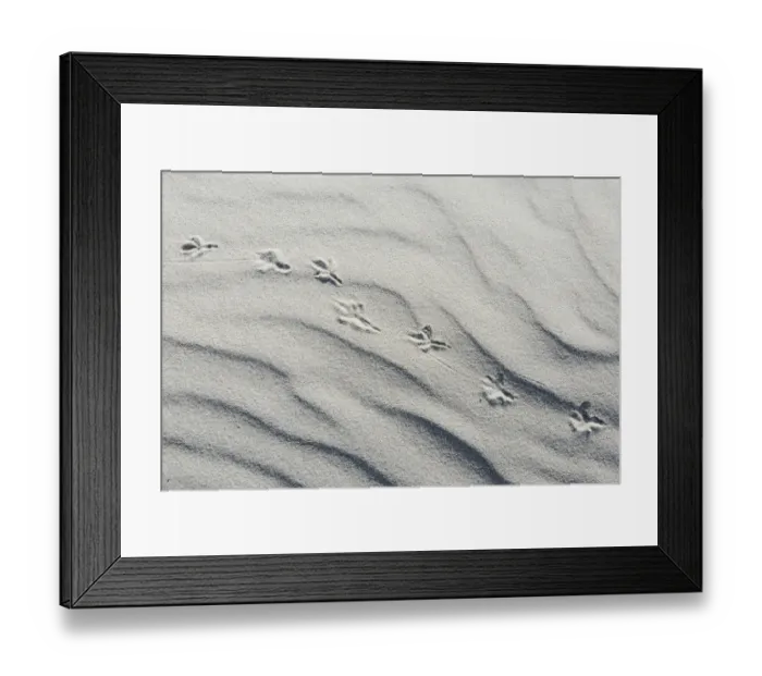 Framed Print : Dune with bird tracks, Vlieland, province of North Holland, The Netherlands Framed Print : Dune with bird tracks, Vlieland, province of North Holland, The Netherlands