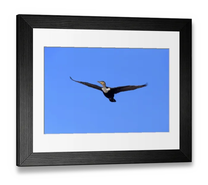 Framed Print : White-breasted Cormorant -Phalacrocorax carbo Lucides-, in flight, Bettys Bay, Western Cape, South Africa Framed Print : White-breasted Cormorant -Phalacrocorax carbo Lucides-, in flight, Bettys Bay, Western Cape, South Africa