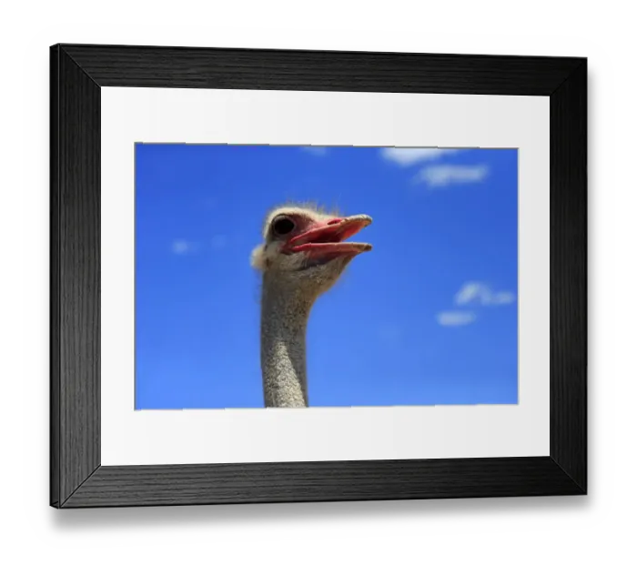 Framed Print : Southern Ostrich -Struthio camelus australis-, adult male, portrait, Little Karoo, Western Cape, South Africa Framed Print : Southern Ostrich -Struthio camelus australis-, adult male, portrait, Little Karoo, Western Cape, South Africa