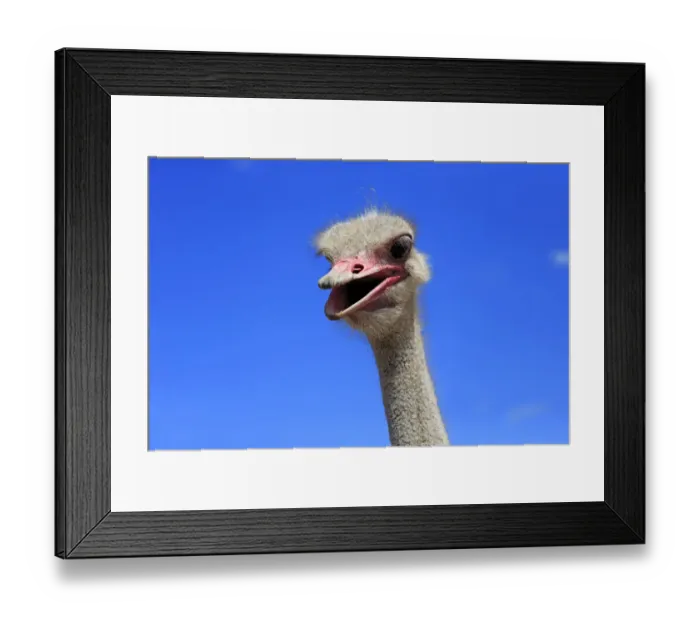 Framed Print : Southern Ostrich -Struthio camelus australis-, adult male, portrait, Little Karoo, Western Cape, South Africa Framed Print : Southern Ostrich -Struthio camelus australis-, adult male, portrait, Little Karoo, Western Cape, South Africa