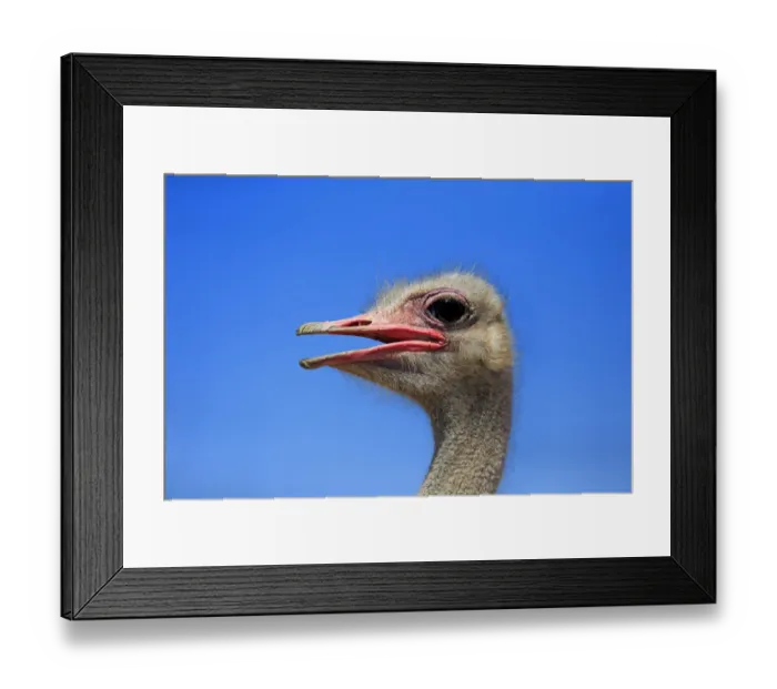 Framed Print : Southern Ostrich -Struthio camelus australis-, adult male, portrait, Little Karoo, Western Cape, South Africa Framed Print : Southern Ostrich -Struthio camelus australis-, adult male, portrait, Little Karoo, Western Cape, South Africa
