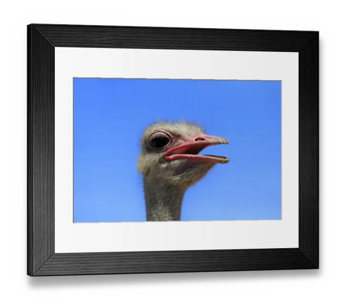 Framed Print : Southern Ostrich -Struthio camelus australis-, adult male, portrait, Little Karoo, Western Cape, South Africa Framed Print : Southern Ostrich -Struthio camelus australis-, adult male, portrait, Little Karoo, Western Cape, South Africa