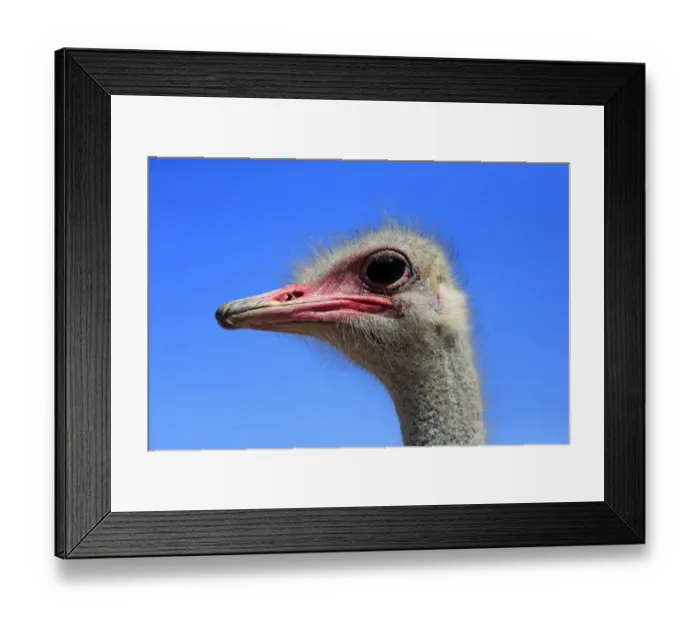 Framed Print : Southern Ostrich -Struthio camelus australis-, adult male, portrait, Little Karoo, Western Cape, South Africa Framed Print : Southern Ostrich -Struthio camelus australis-, adult male, portrait, Little Karoo, Western Cape, South Africa