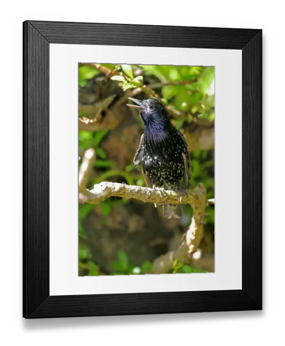 Framed Print : Starling -Sturnus vulgaris-, adult in breeding plumage, preched on a tree, singing, Western Cape, South Africa Framed Print : Starling -Sturnus vulgaris-, adult in breeding plumage, preched on a tree, singing, Western Cape, South Africa