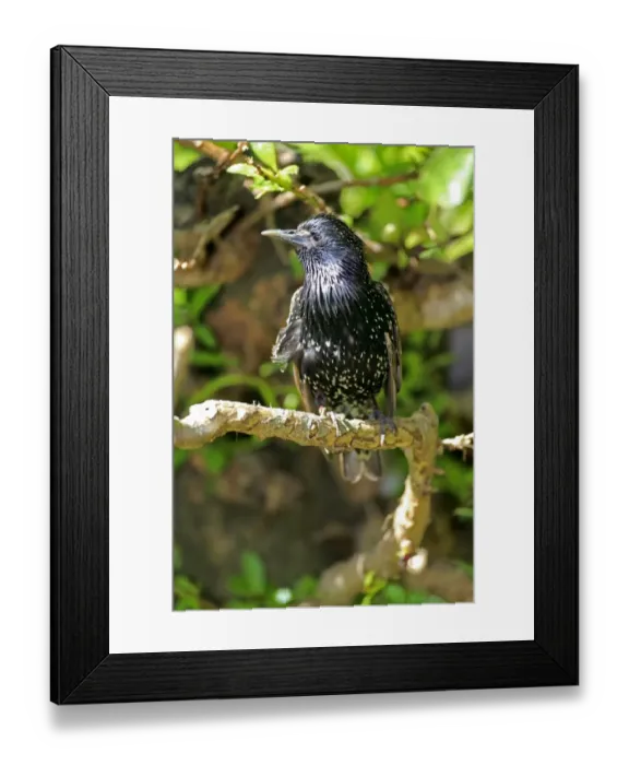 Framed Print : Starling -Sturnus vulgaris-, adult in breeding plumage, preched on a tree, Western Cape, South Africa Framed Print : Starling -Sturnus vulgaris-, adult in breeding plumage, preched on a tree, Western Cape, South Africa