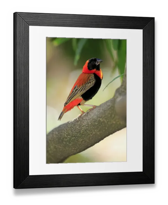 Framed Print : Southern Red Bishop -Euplectes orix-, adult perched on tree, Western Cape, South Africa Framed Print : Southern Red Bishop -Euplectes orix-, adult perched on tree, Western Cape, South Africa