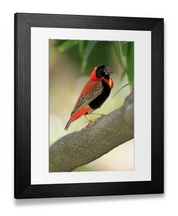 Framed Print : Southern Red Bishop -Euplectes orix-, adult perched on tree, singing, Western Cape, South Africa Framed Print : Southern Red Bishop -Euplectes orix-, adult perched on tree, singing, Western Cape, South Africa