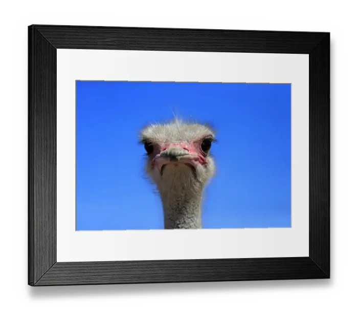 Framed Print : Southern Ostrich -Struthio camelus australis-, adult male, portrait, Little Karoo, Western Cape, South Africa Framed Print : Southern Ostrich -Struthio camelus australis-, adult male, portrait, Little Karoo, Western Cape, South Africa