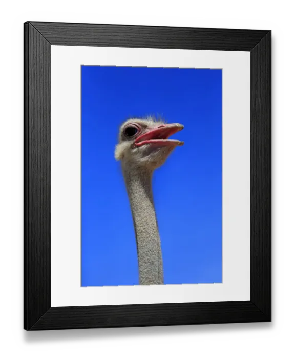 Framed Print : Southern Ostrich -Struthio camelus australis-, adult male, portrait, Little Karoo, Western Cape, South Africa Framed Print : Southern Ostrich -Struthio camelus australis-, adult male, portrait, Little Karoo, Western Cape, South Africa