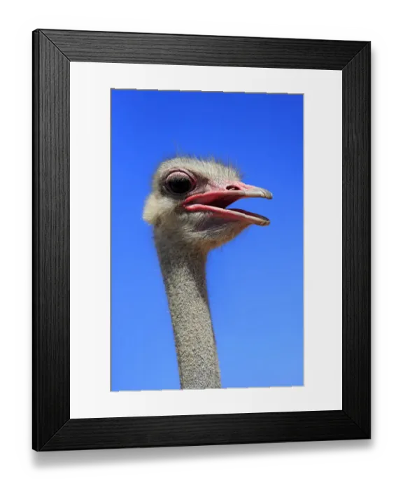 Framed Print : Southern Ostrich -Struthio camelus australis-, adult male, portrait, Little Karoo, Western Cape, South Africa Framed Print : Southern Ostrich -Struthio camelus australis-, adult male, portrait, Little Karoo, Western Cape, South Africa