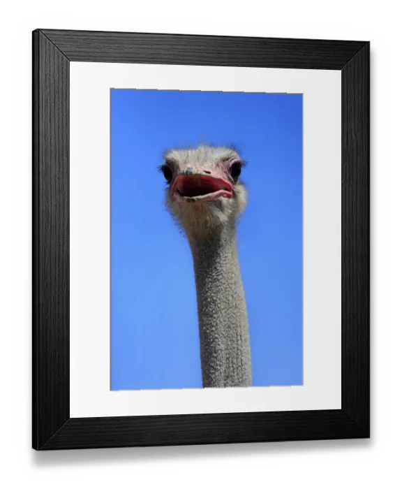 Framed Print : Southern Ostrich -Struthio camelus australis-, adult male, portrait, Little Karoo, Western Cape, South Africa Framed Print : Southern Ostrich -Struthio camelus australis-, adult male, portrait, Little Karoo, Western Cape, South Africa