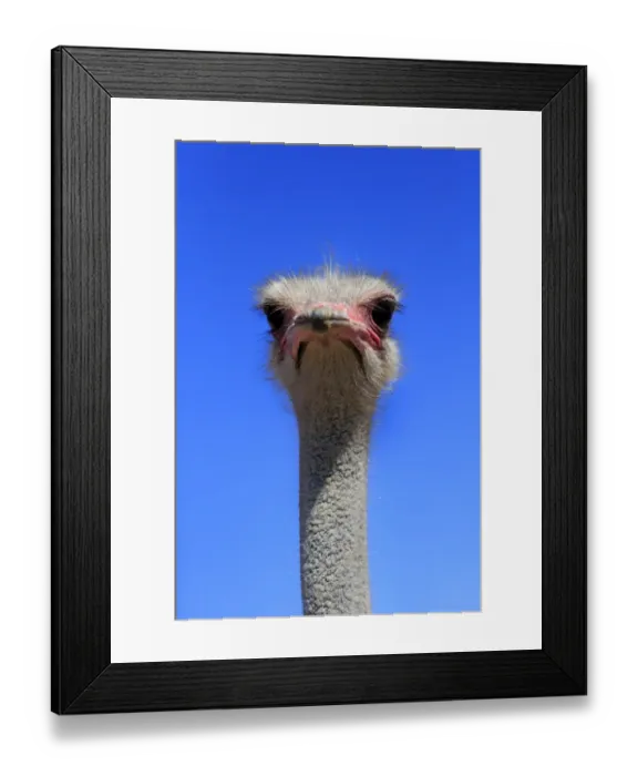 Framed Print : Southern Ostrich -Struthio camelus australis-, adult male, portrait, Little Karoo, Western Cape, South Africa Framed Print : Southern Ostrich -Struthio camelus australis-, adult male, portrait, Little Karoo, Western Cape, South Africa