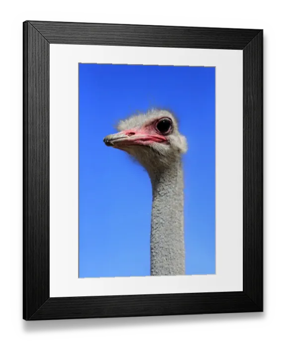 Framed Print : Southern Ostrich -Struthio camelus australis-, adult male, portrait, Little Karoo, Western Cape, South Africa Framed Print : Southern Ostrich -Struthio camelus australis-, adult male, portrait, Little Karoo, Western Cape, South Africa