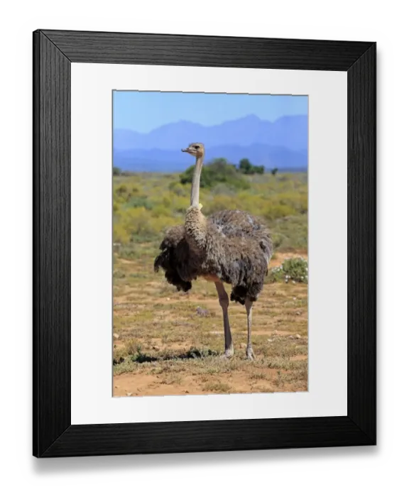 Framed Print : Southern Ostrich -Struthio camelus australis-, adult female, Little Karoo, Western Cape, South Africa Framed Print : Southern Ostrich -Struthio camelus australis-, adult female, Little Karoo, Western Cape, South Africa
