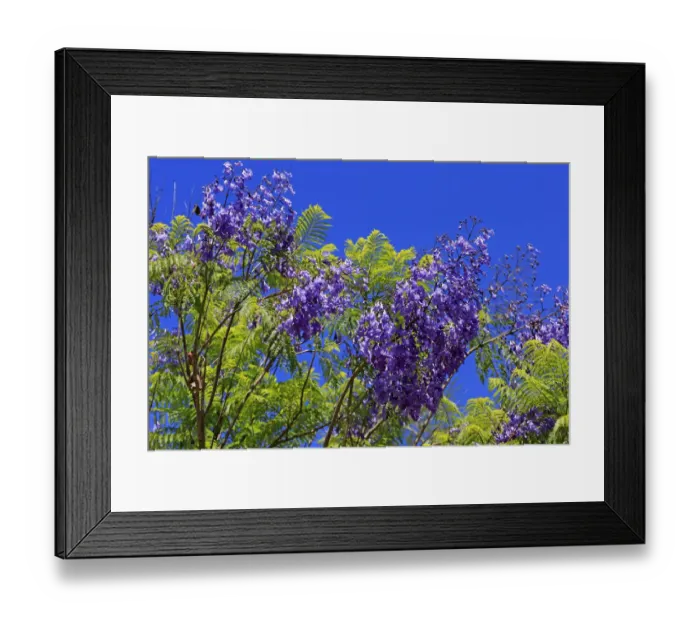 Framed Print : Jacaranda or Blue Jacaranda -Jacaranda mimosifolia-, flowering, blue flowers, Western Cape, South Africa Framed Print : Jacaranda or Blue Jacaranda -Jacaranda mimosifolia-, flowering, blue flowers, Western Cape, South Africa