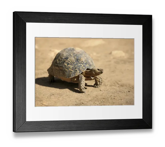 Framed Print : Leopard Tortoise -Testudo pardalis-, adult, Addo Elephant National Park, Eastern Cape, South Africa Framed Print : Leopard Tortoise -Testudo pardalis-, adult, Addo Elephant National Park, Eastern Cape, South Africa