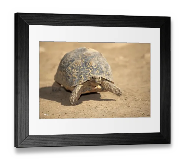 Framed Print : Leopard Tortoise -Testudo pardalis-, adult, Addo Elephant National Park, Eastern Cape, South Africa