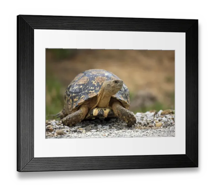 Framed Print : Leopard Tortoise -Testudo pardalis-, adult, Addo Elephant National Park, Eastern Cape, South Africa Framed Print : Leopard Tortoise -Testudo pardalis-, adult, Addo Elephant National Park, Eastern Cape, South Africa
